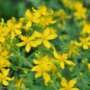 flor de hiperico flor de hipérico o hierba de san juan