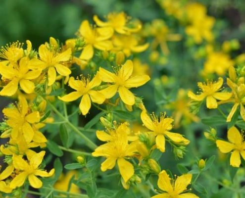 flor de hipérico o hierba de san juan