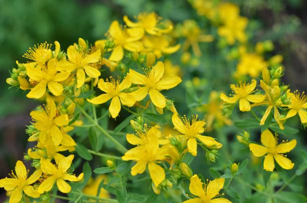 flor de hipérico o hierba de san juan
